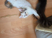 TICA REGISTERED STUNNING KITTENS