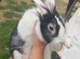 Female lionhead