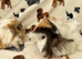Baby Guinea pigs