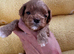 True Teacup Asian Maltipoo Puppies DNA Clear