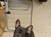 Sell French Buldog 3 years old boy