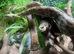 Hypo Nicaraguan Dwarf Boa at Birmingham Reptiles