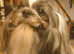 Pure breed SHIH TZU