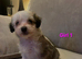 READY NOW GORGEOUSE SABLE MALTIPOO PUPPIES