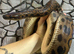 Adult Brazilian Rainbow Boa at Birmingham Reptiles