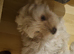 Beautiful bichon frise