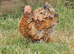 Pekin Bantam Pullets
