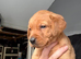 Fox red pups