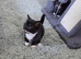 Playful and Adorable Kittens for their new Homes!!