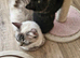 Ragdoll Mix kittens. Possible delivery