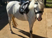 Lovely Welsh A Filly 3yrs
