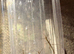 Over 50 baby stick insects