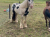 Tony The Pony