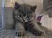 British Shorthair Kittens for Sale &zwj;