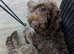 cockapoo READ FULLY