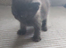Last little boy from litter of 7 needs own home