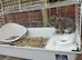 Mini Lop bunny