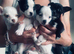 Girl back available looking for home Puppies available soon