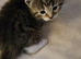 Beautiful kittens