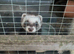 Ferret kits for sale