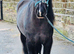 13.3/14hh - George  Rising 4year old still growing
