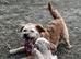 Beautiful Terrier Mix Puppies – Family Bred & Raised
