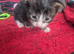 Absolutely stunning maine coons kittens