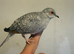 Silver Diamond Doves hatched this year