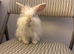 Female Teddywidder Rabbit Looking for a Good Home