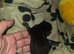 2 Black kittens