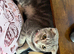 Cookie- grey tabby Scottish fold