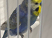 STUNNING VIOLET MALE RAINBOW 2023 RUNG