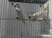 Albino Quaker