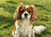 Beautiful Cavalier King Charles for sale
