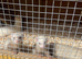 Ferrets Kits for sale