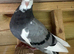 Birmingham rollers pigeons