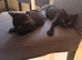 2 black kitten looking for new home