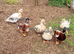 Trio Crested Miniature Appleyard Ducks aka Crested Bantam Duck