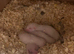 Baby half micro kits
