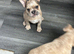 French bulldog puppies