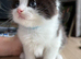 Persian x BSH kittens for sale