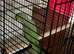 Indian ring neck parrot