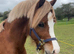 Parc Ricardo - Fully Registered Welsh Sec C