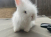 Angora bunnies