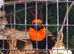 Rare pair of Orange bishop weaver finches