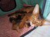 Champion lines Abyssinian kittens