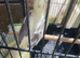 Cockatiel. Yellow and gray .12 weeks old