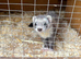 Ferret Kits For Sale