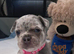 French bulldogs