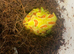 Pac-Man (Horned) Frog babies cb26